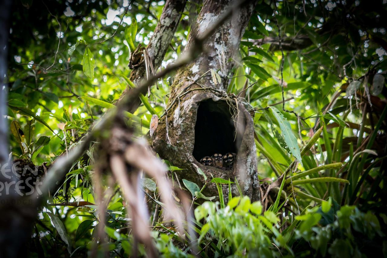 Green Forest Ecolodge Puerto Montufar Esterno foto