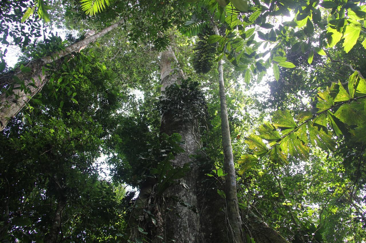 Green Forest Ecolodge Puerto Montufar Esterno foto