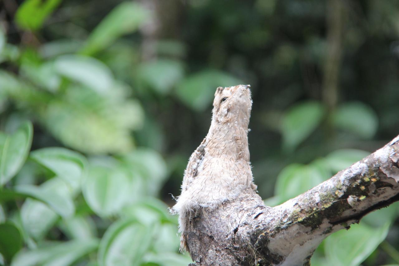 Green Forest Ecolodge Puerto Montufar Esterno foto