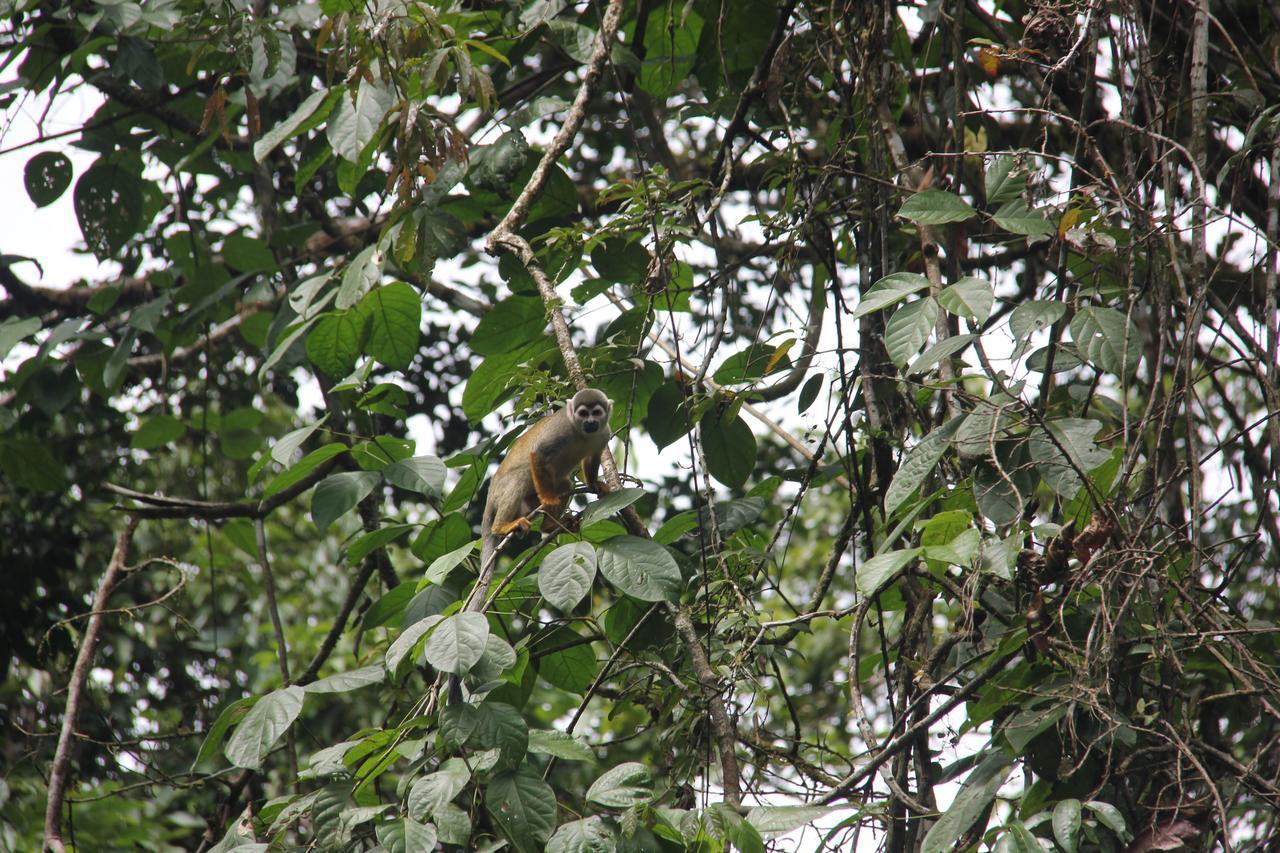 Green Forest Ecolodge Puerto Montufar Esterno foto